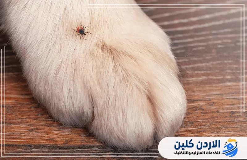 اتصل على 0791561666 لمكافحة البراغيث حشرة طفيلية ظاهرة على فرو حيوان أليف توضح أهمية فحص أماكن الحيوانات عند انتشار البراغيث بالمنزل.