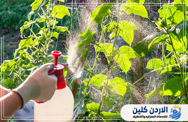 رش النباتات والأوراق باستخدام بخاخ يدوي لمعالجة الآفات التي تصيب المزروعات والحد من انتشارها.