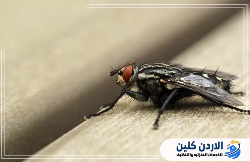 صورة مقربة لذبابة على سطح داخلي توضح مشكلة انتشار الذباب التي قد تواجه المطاعم والمنشآت.