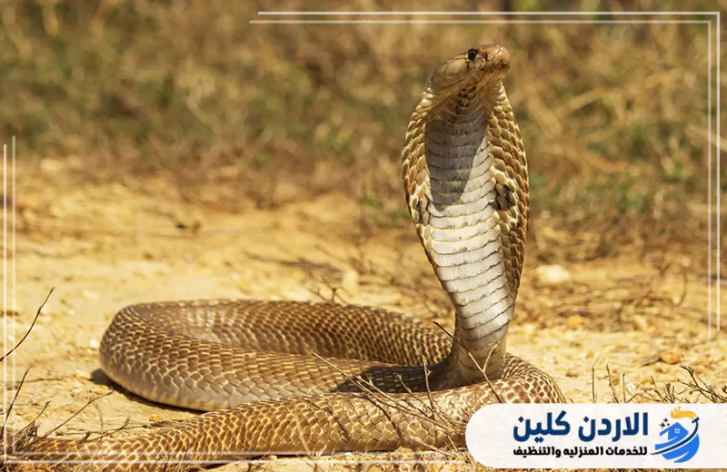 اتصل على 0791561666 لمكافحة الأفاعي أفعى في وضع دفاعي داخل منطقة ترابية، ما يوضح خطورة وجود الزواحف وضرورة التعامل معها بواسطة مختصين.