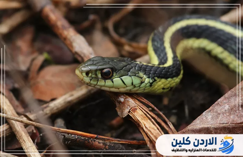 شركة مكافحة العقارب والأفاعي في الأردن