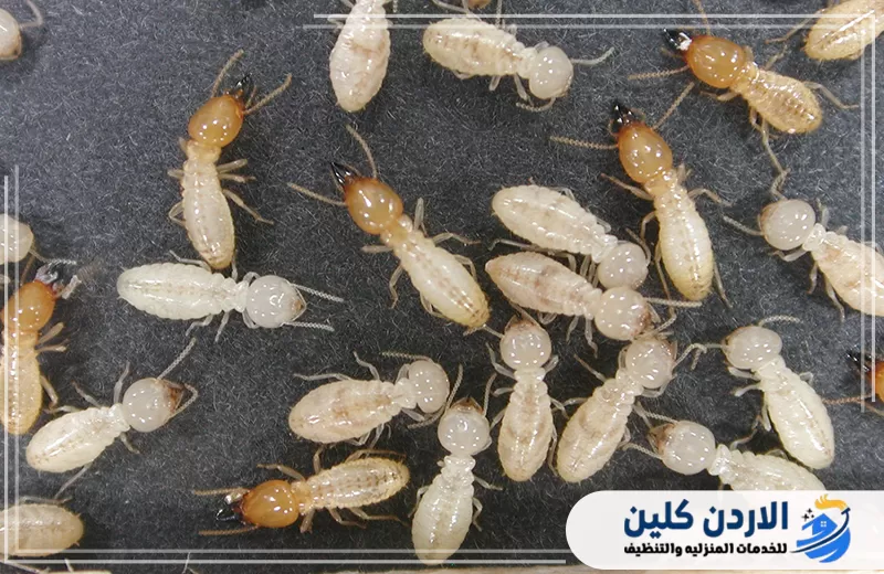 مجموعة من حشرات النمل الابيض توضح حجم الاصابة عند انتشار الارضة داخل الاخشاب والاثاث والمداخل الخشبية.