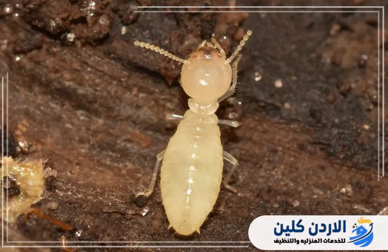 لقطة مقربة لحشرة الارضة على سطح خشبي وتوضح شكل النمل الابيض الذي يهاجم الاخشاب والابواب في المنازل.