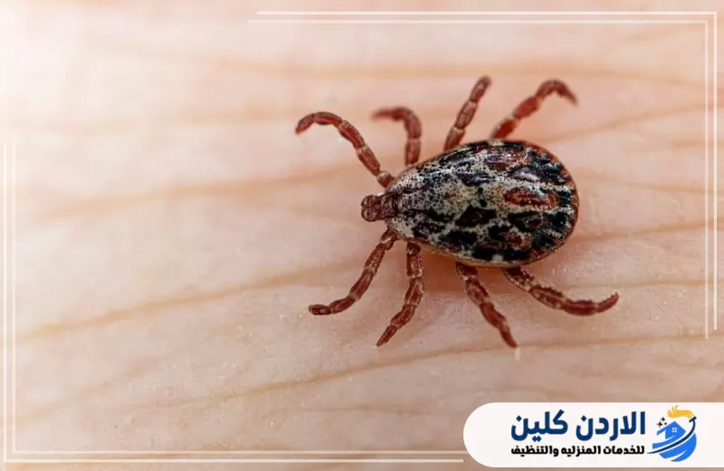 صورة مقربة لقرادة على الجلد توضح شكل الحشرة التي تستهدفها خدمات مكافحة القراد في الأردن.