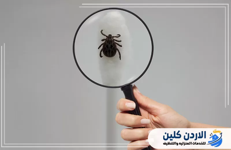 فحص قرادة باستخدام عدسة مكبرة للمساعدة في التعرف على الإصابة وتحديد الحاجة إلى مكافحة القراد.