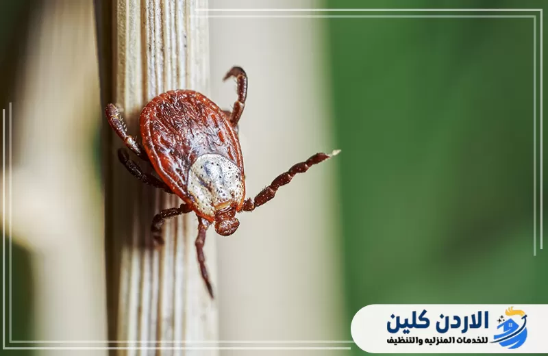 قرادة تتحرك على سطح خشبي بما يوضح إمكانية وجودها في بعض المناطق المحيطة بالمنزل والحدائق.