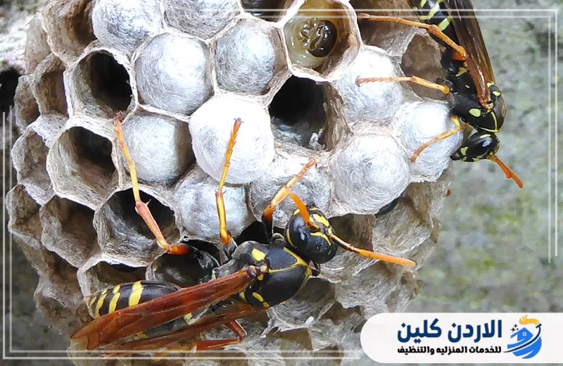 صورة مقربة لدبابير على خلايا العش توضح نشاط الحشرات داخل العش والحاجة إلى إزالته بطريقة مناسبة.