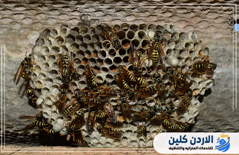 شركة إزالة أعشاش الدبابير والنحل في الأردن