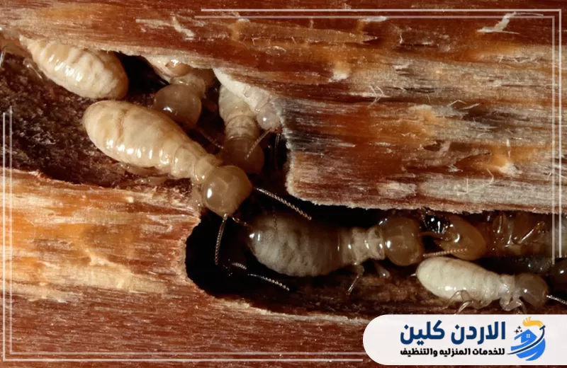صورة توضح انتشار النمل الابيض داخل الاخشاب وهي من الحالات التي تستدعي تدخل شركة مكافحة النمل الابيض في الأردن.