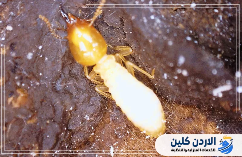 صورة مقربة للنمل الابيض داخل بيئة رطبة توضح خطورة انتشاره في الخشب والمناطق المخفية داخل المبنى.